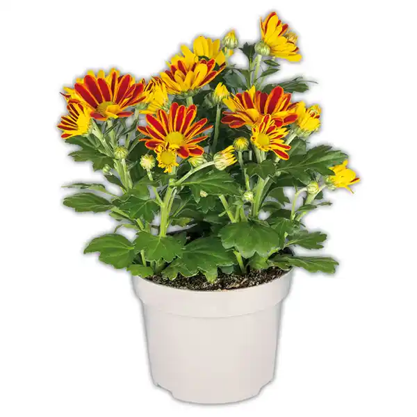 Bild 1 von Chrysanthemen