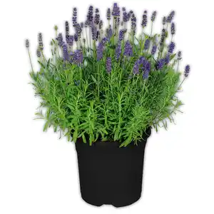 Lavendel