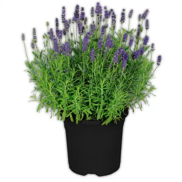 Bild 1 von Lavendel
