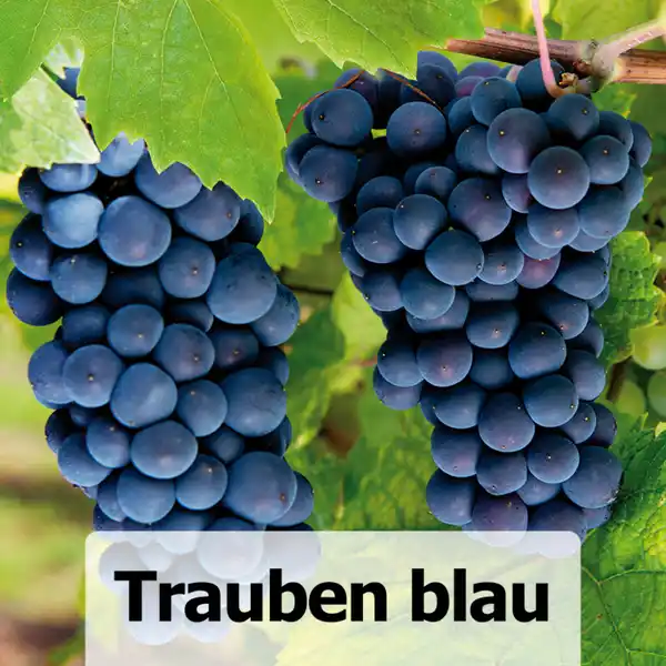 Bild 3 von Veredelte kernarme Vitis Vinifera Tafeltrauben