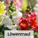 Bild 3 von Sommer-Jungpflanzen