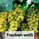 Bild 2 von Veredelte kernarme Vitis Vinifera Tafeltrauben