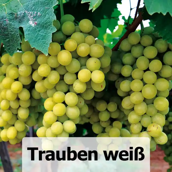 Bild 2 von Veredelte kernarme Vitis Vinifera Tafeltrauben