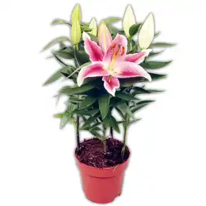 Lilien Starlight Express