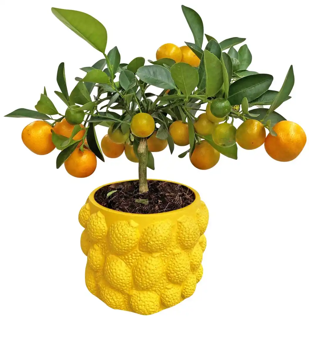 Bild 1 von Citrus Stämmchen im Keramik-Übertopf