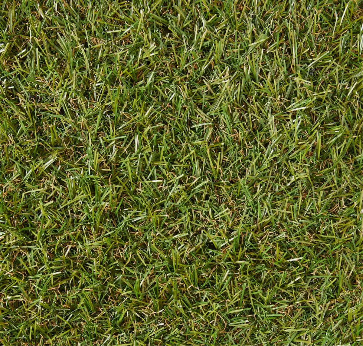 Bild 1 von Rasenteppich »Andros«