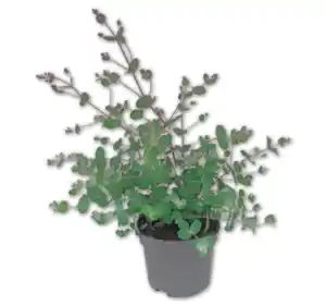 Eukalyptus*