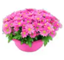 Bild 1 von Chrysantheme*