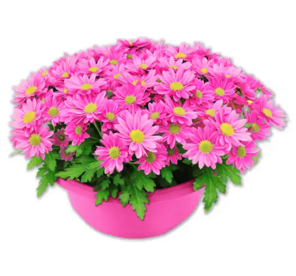 Bild 1 von Chrysantheme*