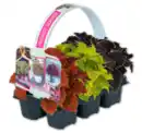 Bild 1 von Buntnessel*