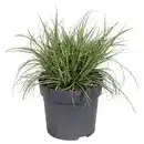 Bild 1 von GARDENLINE Gelbbrauner Roggen