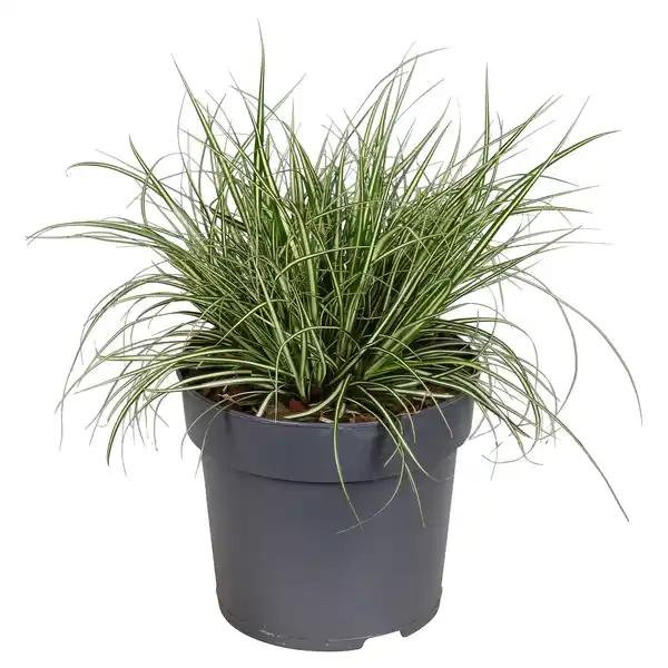 Bild 1 von GARDENLINE Gelbbrauner Roggen