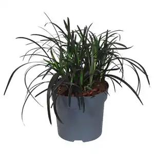 GARDENLINE Schlangenbart & Zwergschilf