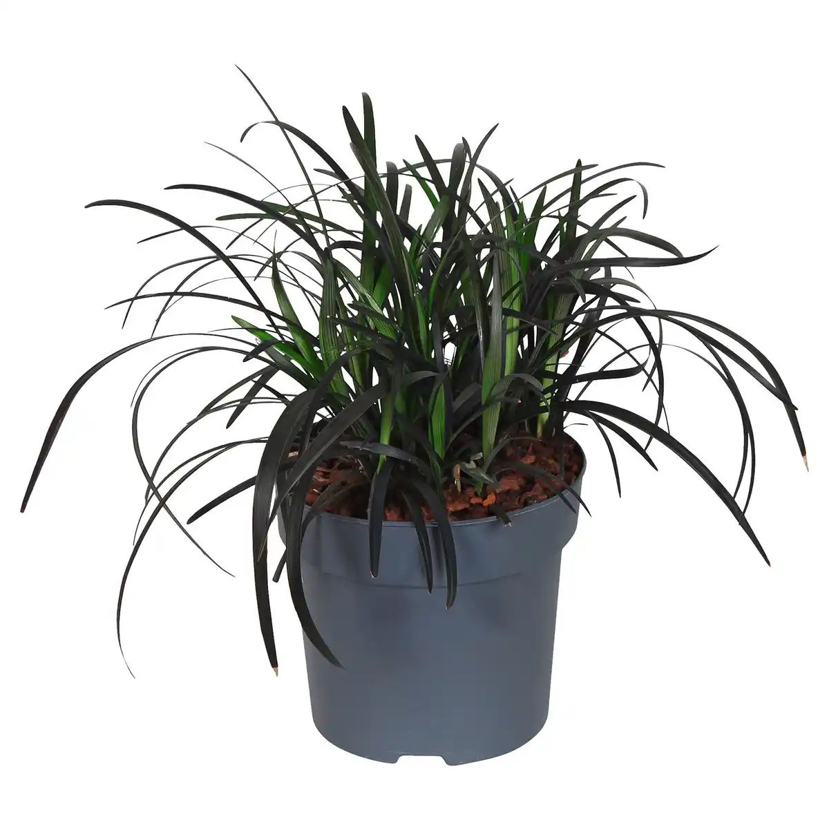 Bild 1 von GARDENLINE Schlangenbart & Zwergschilf