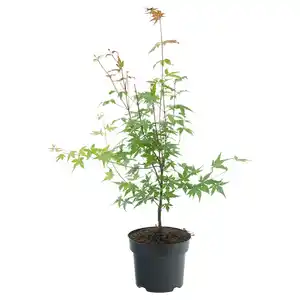 GARDENLINE Orange Dream