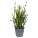 Bild 1 von GARDENLINE Japanisches Blutgras