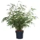 Bild 1 von GARDENLINE Schirmbambus
