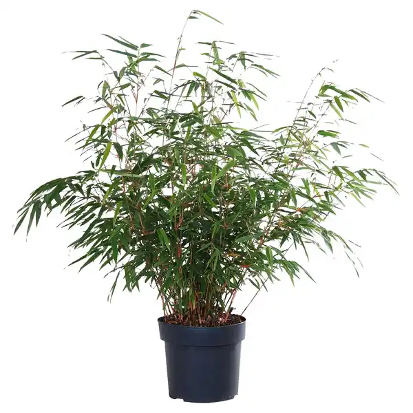 Bild 1 von GARDENLINE Schirmbambus
