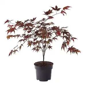 GARDENLINE Atropupureum