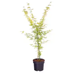 GARDENLINE Katsura