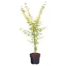 Bild 1 von GARDENLINE Katsura