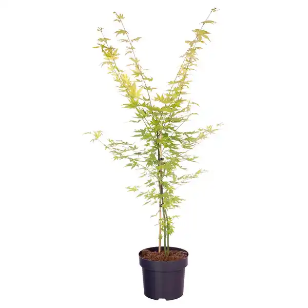 Bild 1 von GARDENLINE Katsura