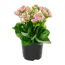 Bild 2 von GARDENLINE Kalanchoe