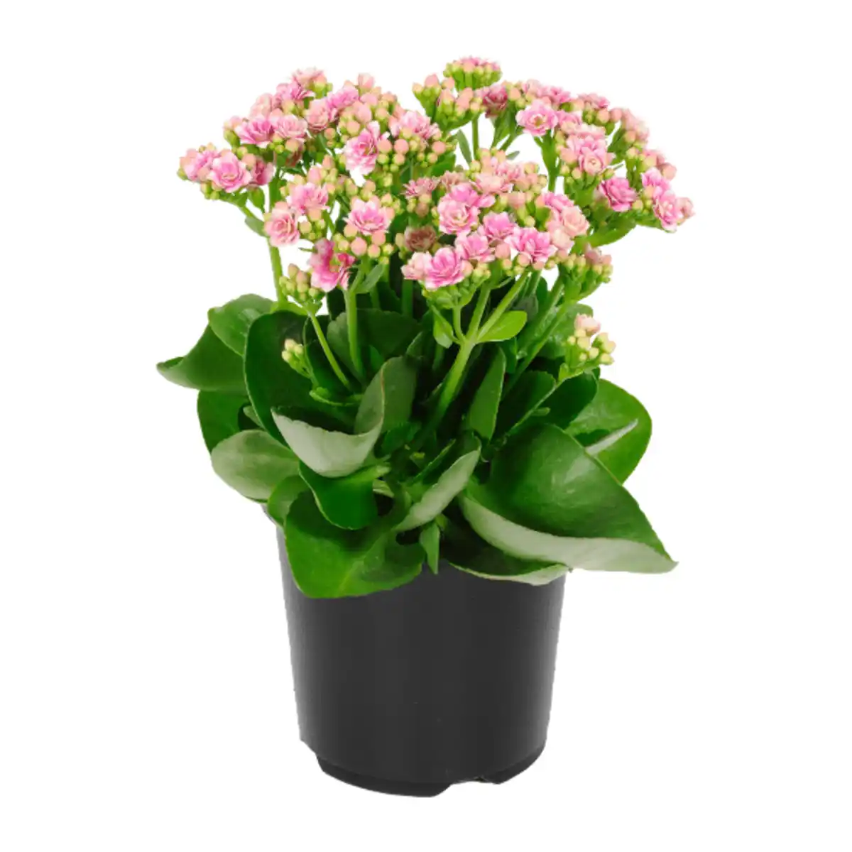 Bild 2 von GARDENLINE Kalanchoe