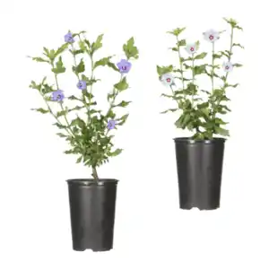 GARDENLINE Gartenhibiskus