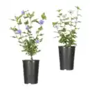 Bild 1 von GARDENLINE Gartenhibiskus