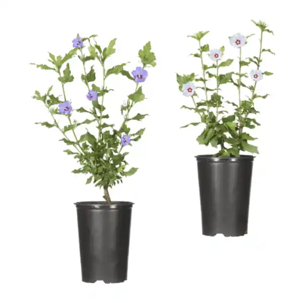 Bild 1 von GARDENLINE Gartenhibiskus