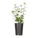 Bild 3 von GARDENLINE Gartenhibiskus