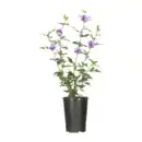 Bild 4 von GARDENLINE Gartenhibiskus