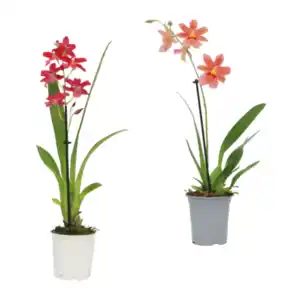 GARDENLINE Phalaenopsis