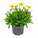 Bild 2 von GARDENLINE Stauden / Sommerblumen