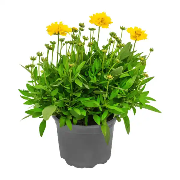 Bild 2 von GARDENLINE Stauden / Sommerblumen
