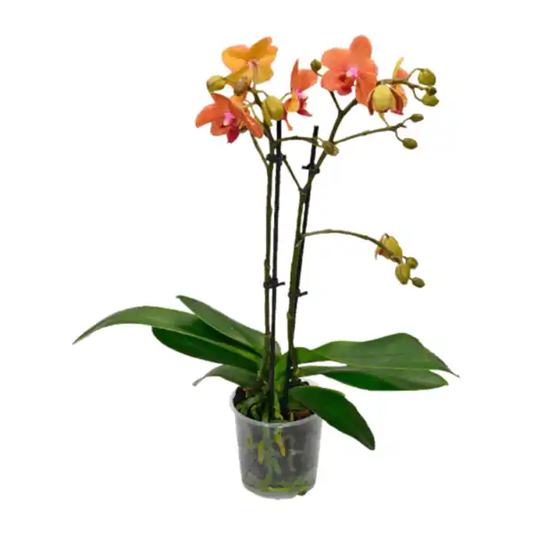 Bild 4 von GARDENLINE Phalaenopsis