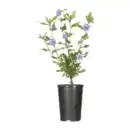 Bild 2 von GARDENLINE Gartenhibiskus