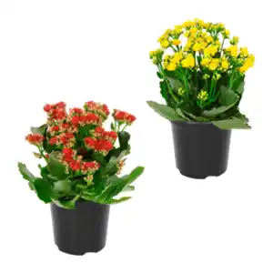 GARDENLINE Kalanchoe