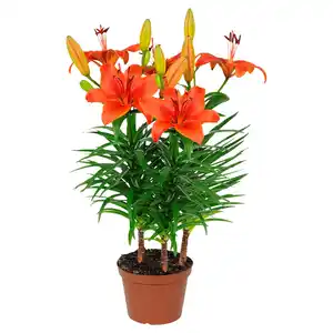 GARDENLINE Sommerblumen