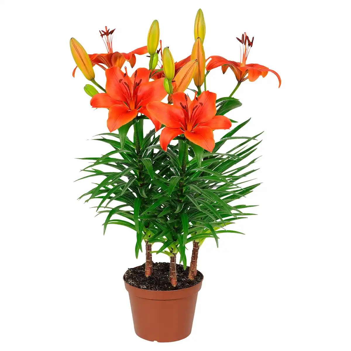 Bild 1 von GARDENLINE Sommerblumen