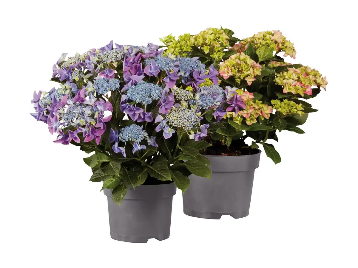 Bild 1 von Gartenhortensien