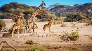 Rundreisen Tansania & Kenia: Auf Safari zu den Big Five & Entspannung am Palmenstrand