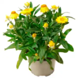 Raschelblume oder Zauberglöckchen Duo