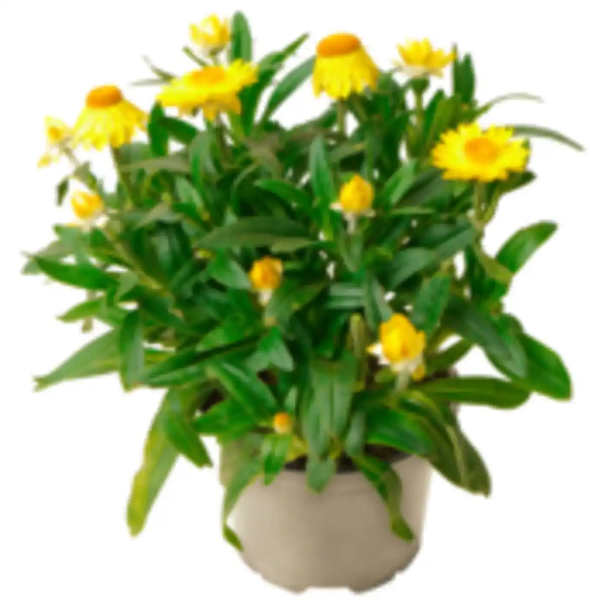 Bild 1 von Raschelblume oder Zauberglöckchen Duo