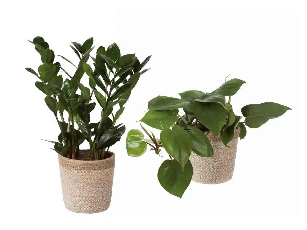 Bild 1 von Grünpflanze