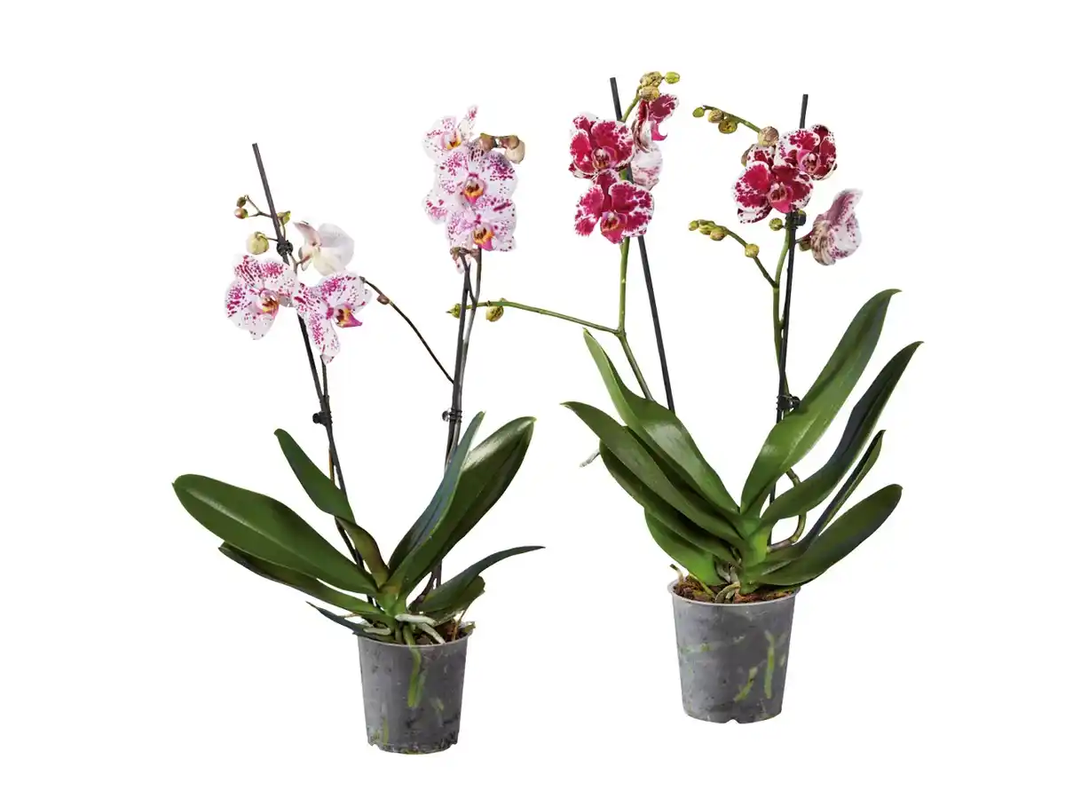 Bild 1 von Schmetterlingsorchidee