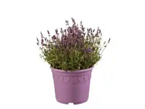 Lavendel XXL