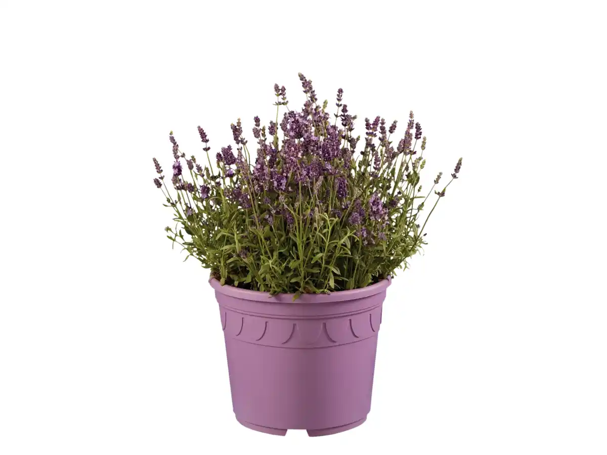 Bild 1 von Lavendel XXL