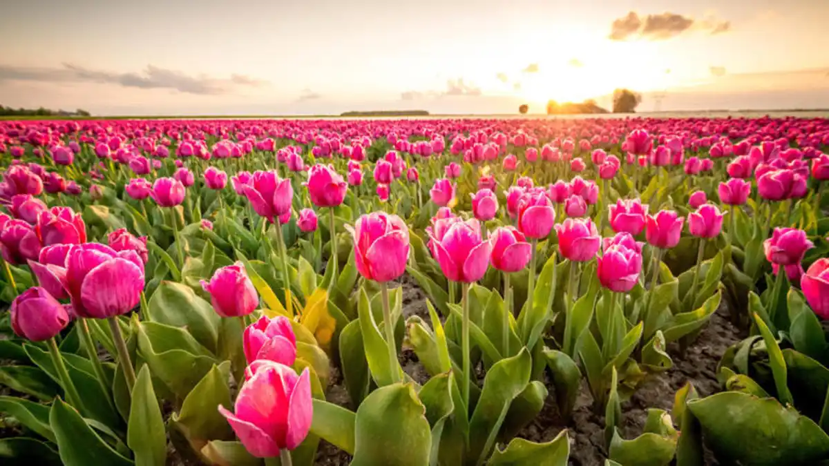 Bild 1 von Kreuzfahrten Niederlande: Flusskreuzfahrt zur Tulpenblüte mit Rad & Schiff MS De Nassau ab/an Amsterdam